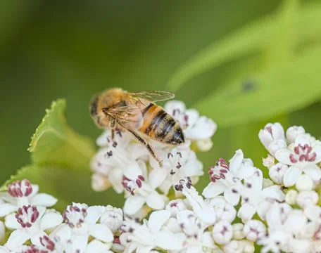 Bee flying and buzzing on pollinating white flower Stock Photos