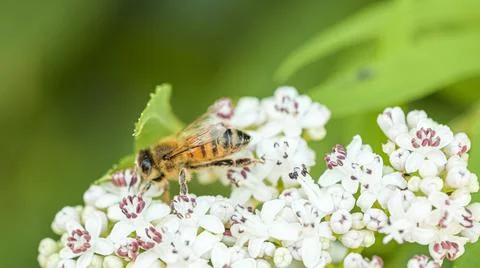 Bee flying and buzzing on pollinating white flower Stock Photos