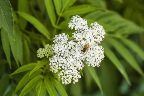 Bee flying and buzzing on pollinating white flower Stock Photos