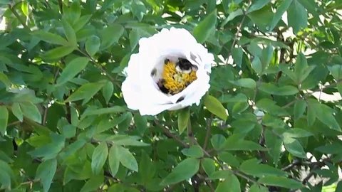Bee flying and collecting fine dust from blossom flower Stock Footage 108277833