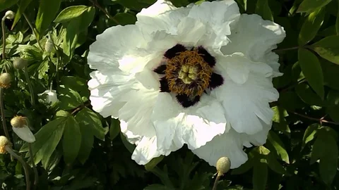 Bee flying and collecting fine dust from blossom flower Stock Footage 108277891