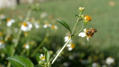 A Bee Flying and Collecting Pollen in Slow Motion Stock Footage 98266756
