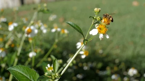 A Bee Flying and Collecting Pollen in Slow Motion Stock Footage 98266765