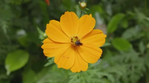 Bee Flying and Landing on Orange Cosmos Flower Stock Footage 339518889