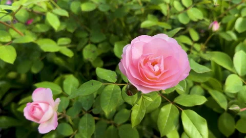 Bee flying and landing on soft pink China rose Stock Footage 307886694