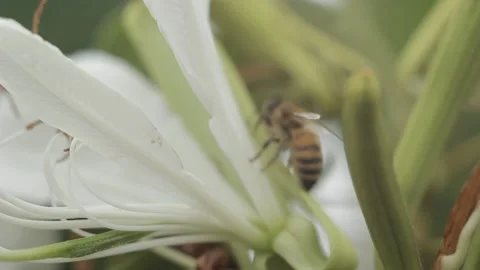 Bee flying and looking for pollen on flower brazilian orchid leaf Stock Footage 147752300