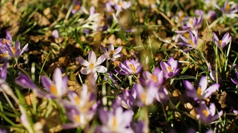 A bee flying and pollinating crocus flowers on a field at beginning of spring. Stock Footage 149602465