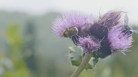 Bee flying and pollinating flower on flowering meadow close up Stock Footage 94163152