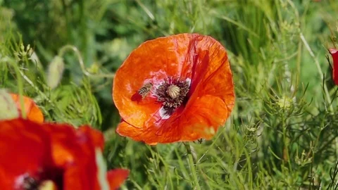 Bee Flying and Pollinating Poppy Flower. Stock-Footage 76993235