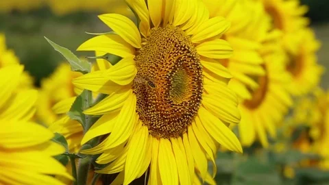 Bee Flying and Pollinating Sunflower Stock Footage 77972558