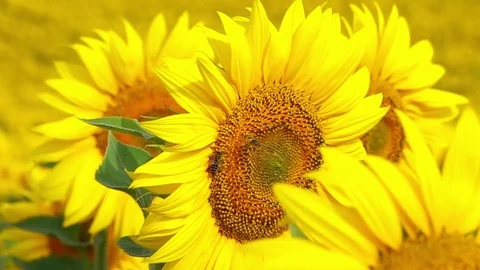 Bee Flying and Pollinating Sunflower Video stock 82380741