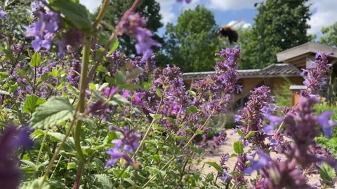 A bee flying and pollination between flowers,real time Video stock 246057972
