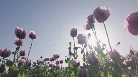 Bee flying around and collecting pollen on poppy seed flowers Stock Footage 346907944