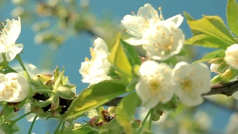 Bee flying around and feeding on the blossomed cherry flowers  Stock-Footage 89976607