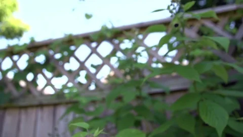 A bee flying around a backyard raspberry bush in super slow motion Stock Footage 88488323