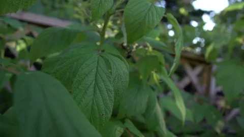 A bee flying around backyard raspberry bushes in super slow motion Stock Footage 88488337