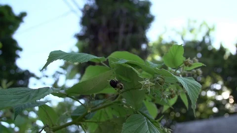 A bee flying around a backyard raspberry bush in super slow motion Stock Footage 88488338