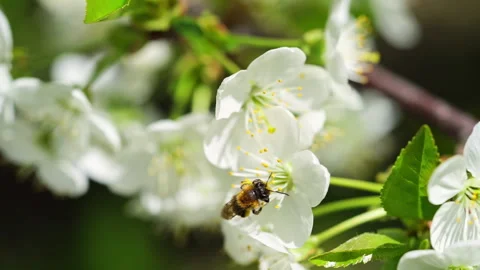 A bee flying around blooming cherry tree flowers, collecting pollen. Slow motion Stock Footage 262426412
