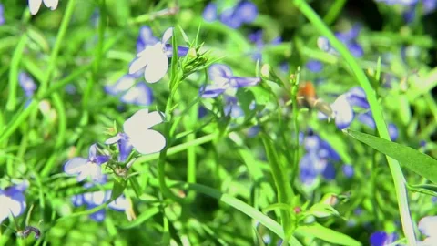 Bee flying around blue and white flowers Stock Footage 316360601