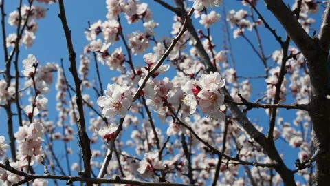 A bee is flying around a cherry flower in spring in a sunny day in 4k Видео 129542871