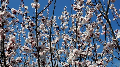A bee is flying around a cherry flower in spring in a sunny day in 4k Видео 129543242