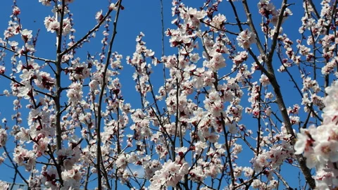 A bee is flying around a cherry flower in spring in a sunny day in 4k Stock Footage 129543422