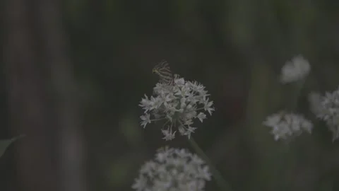 Bee Flying Around Chive Flower Cluster Video stock 345029430
