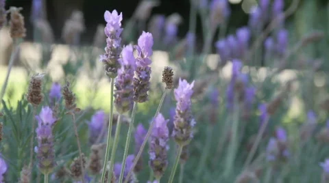 Bee flying around flower Stock-Footage 549806