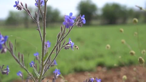 Bee flying around the flower Stock Footage 122104511