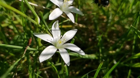 Bee flying around of flower. Stock Footage 146331806