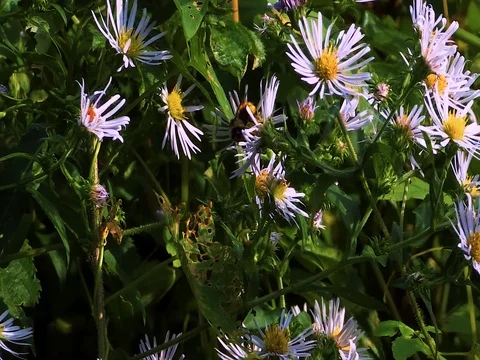 Bee Flying Around Flowers Stock Footage