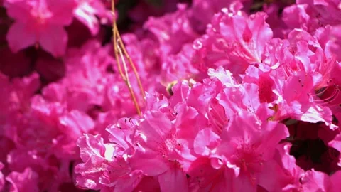 Bee flying around flowers Video stock 130591303