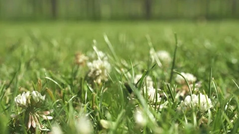 Bee Flying Around Flowers Stock Footage 324782687
