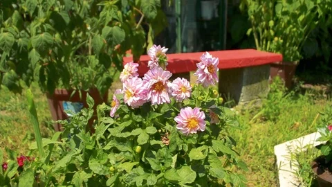 Bee flying around flowers. Handheld recording Stock Footage 93175404