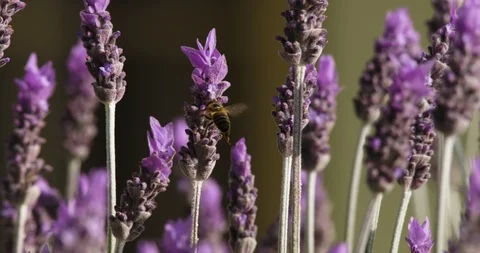 Bee flying around lavender bush in beautiful garden - 50P. Stock Footage 86906569