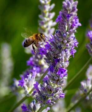 Bee flying around a lavender to pick pollen Stock Photos
