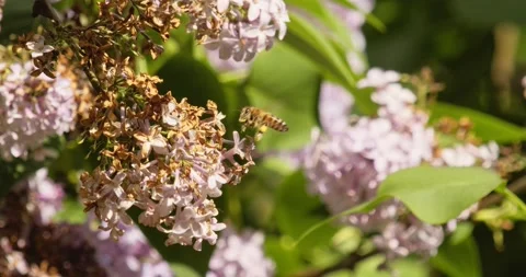 Bee flying around lilacs Vídeos de archivo 198049375