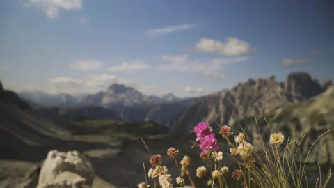 Bee flying around pink flower in the dolomites, Alto adige, Italy Stock Footage 146171012