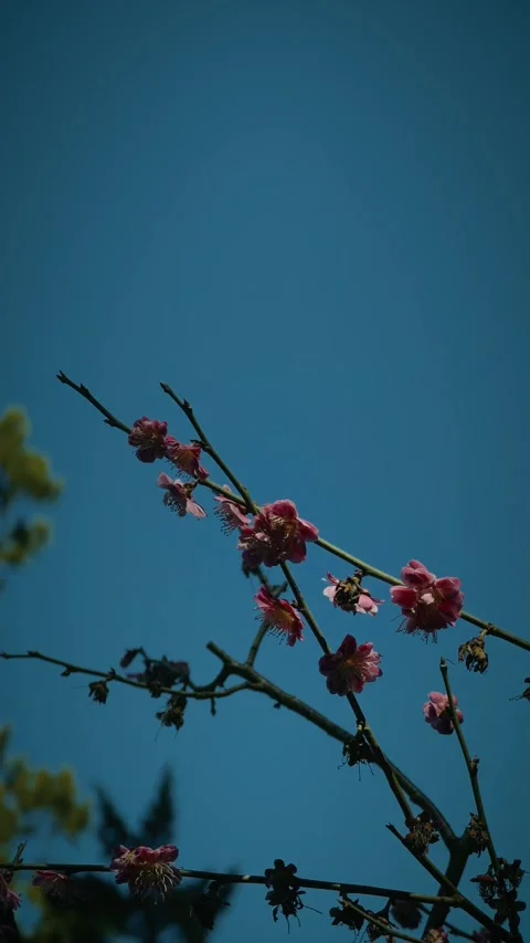 Bee flying around pink plum blossoms against blue sky 库存影片 346272720