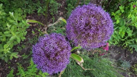 Bee Flying Around Purple Allium Flowers in Summer Garden Video stock 336787443