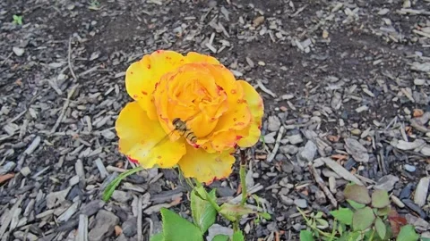 Bee flying around a Rose Stock Footage 317049897