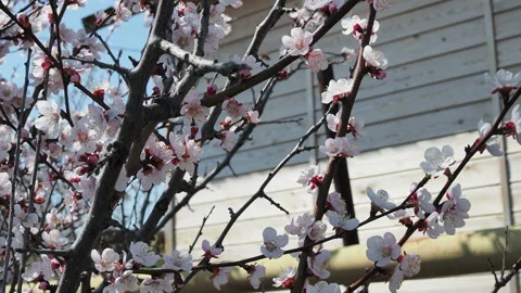 A bee flying around sakura bunch - cherry blossoms, pink flowers during spring. Vidéo 129501506