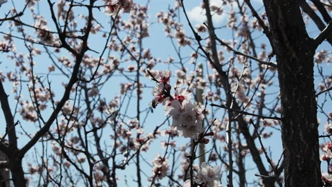 A bee flying around sakura bunch - cherry blossoms, pink flowers during spring. Stock Footage 129501799