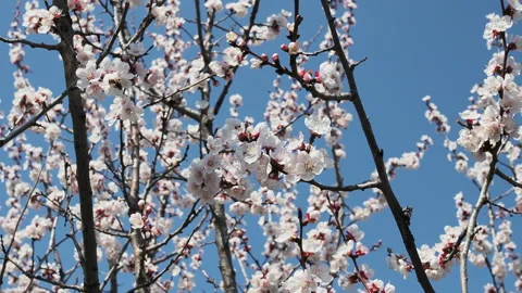 A bee flying around sakura bunch - cherry blossoms, pink flowers during spring. Vidéo 129502009