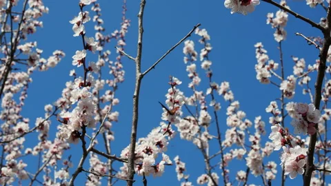 A bee flying around sakura bunch - cherry blossoms, pink flowers during spring. Stock Footage 129544165