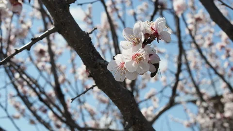A bee flying around sakura bunch - cherry blossoms, pink flowers during spring. Vidéo 129769745