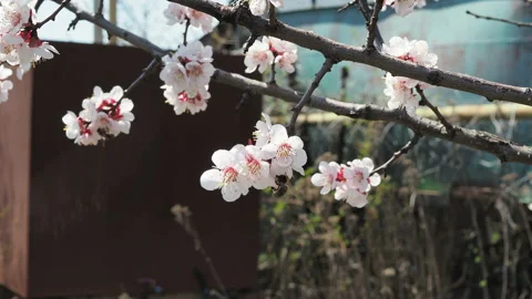 A bee flying around sakura bunch - cherry blossoms, pink flowers during spring. Stock Footage 129769924