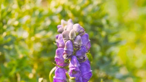 The bee flying around the Salvia violet flowers Video stock 78654050