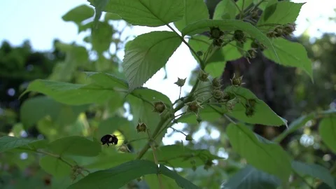 A bee flying around some backyard raspberry bushes in super slow motion Stock Footage 88488342