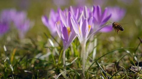 Bee flying around spring flower (crocus) - seamless loop Stock Footage 71521803